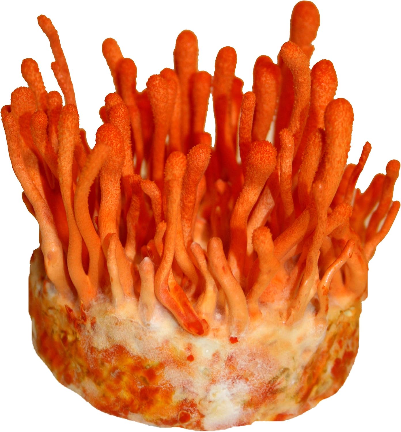Kit Cordyceps