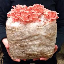 Kit Ostra Rosa