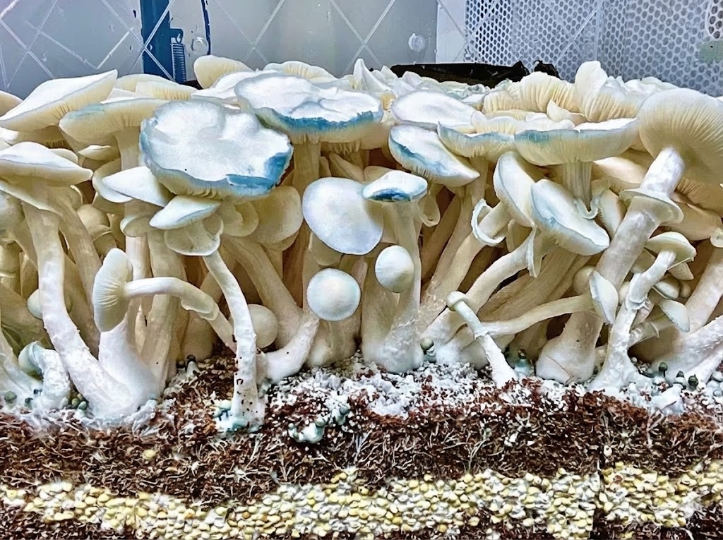 Kit Albino