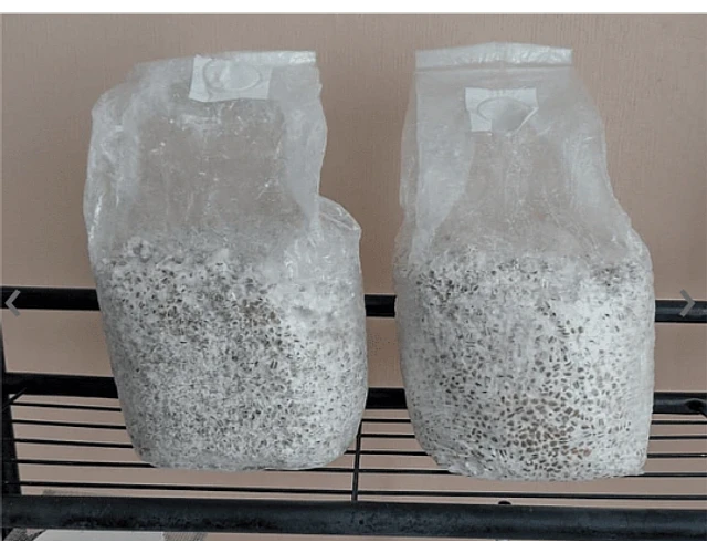Grano Esterilizado